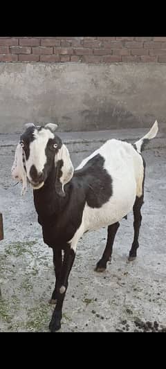 Beetal cross bakri for sale