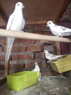 red pied blue pied diamond pied dove