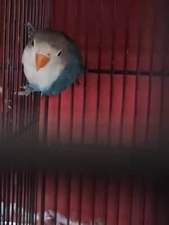 Blue split Opaline Pale felllow and Budgies pair