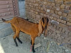 Bakre best