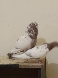 High Flyer Breeder Pigeon For Sale Guranted Birds Ha