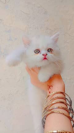 Persian cat punch face 03167435365