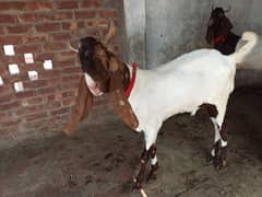 qurbai Kay 2 bakry for sale