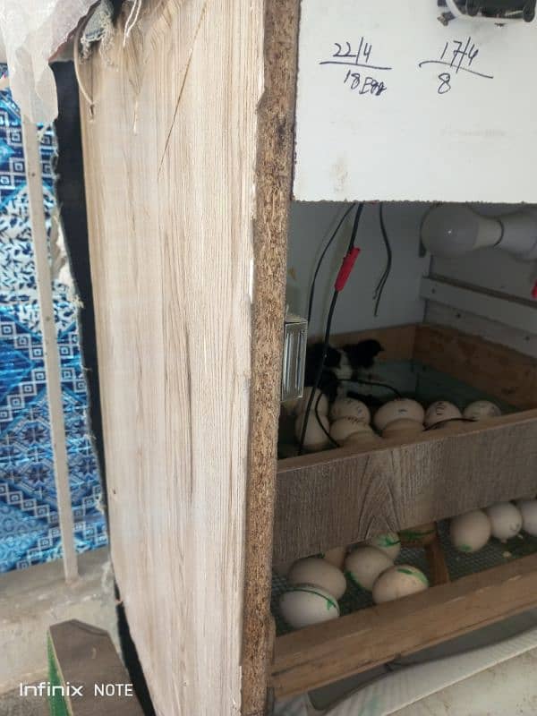 Silver Sebright for Sale Cage  3portion wood   Incubator 250 to 300egg 9