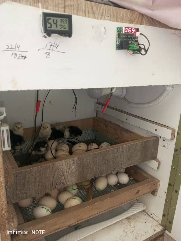 Silver Sebright for Sale Cage  3portion wood   Incubator 250 to 300egg 10