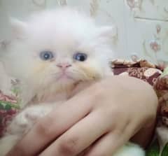 Persian two kittens triple coat white color punch face