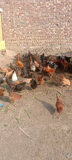 golden misri for urgent sell03707256143