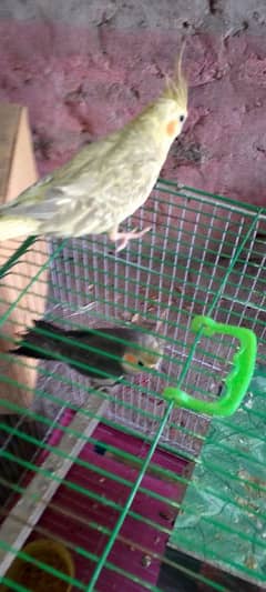 number 0 3 1 3 7 1 2 0 9 9 8 exchange with Green parrot Jo Bolta ho