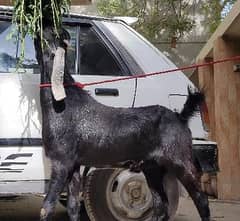 qurbani goats in affordable rates | bakra | Qurbani 2025