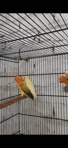 Lovebird