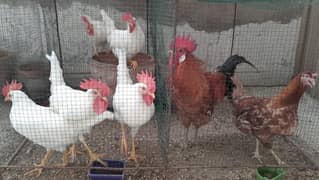White buff age 5 month for sale