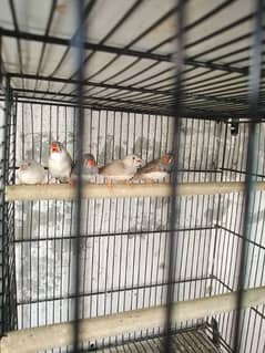 finches