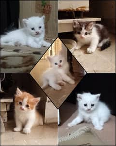 persian kittens for sale