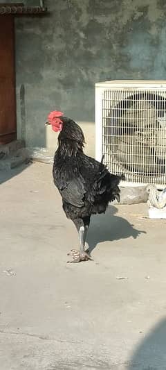 Pure desi murgha (patha) for sale