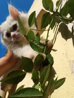 kitten for sale
