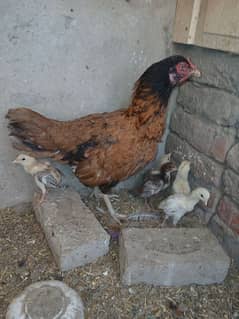 mianwali aseel chicks