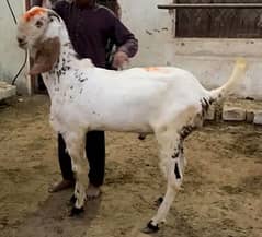Qurbani ka bakra bakria available for sale in responsible price