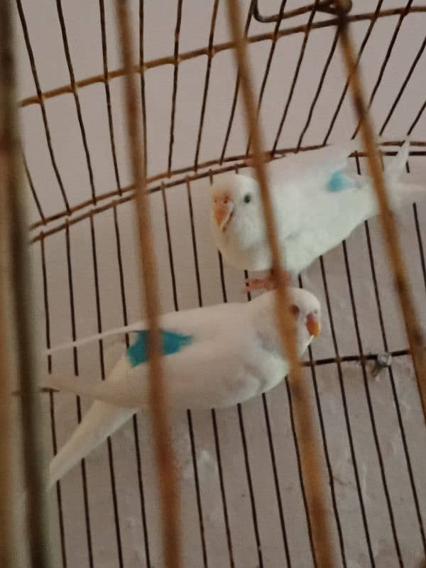 wait Australian breader pair for urgent sale. . . 1