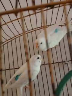 wait Australian breader pair for urgent sale. . .