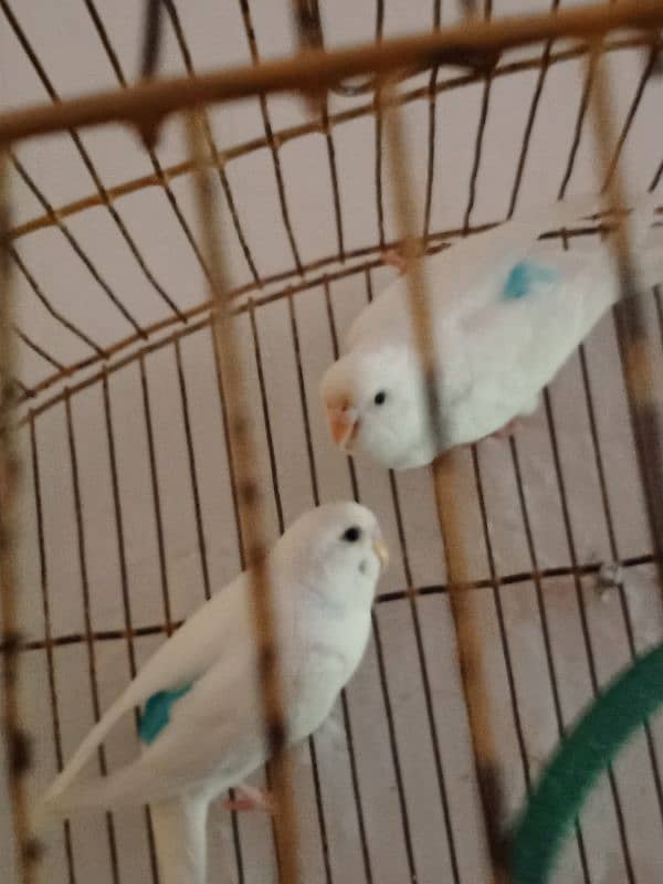 wait Australian breader pair for urgent sale. . . 0