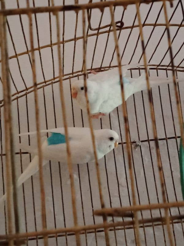 wait Australian breader pair for urgent sale. . . 3