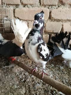 Crown pigeon and fantail pigeon for sale