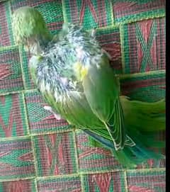Green Neck