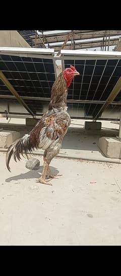 High quality Punjab Breed Murga