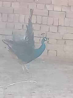 Peacock