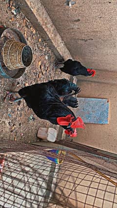 Austrolop stud male and 2 females
