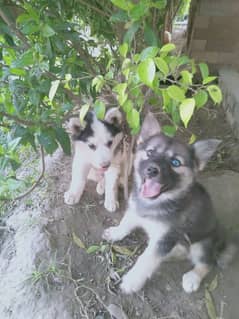 Husky