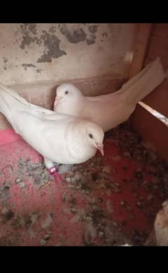 White billay with white eyes