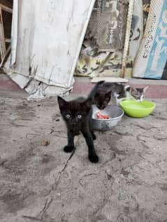 urgent sale Persian cat baby 2 month age