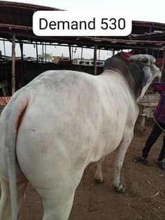 cows