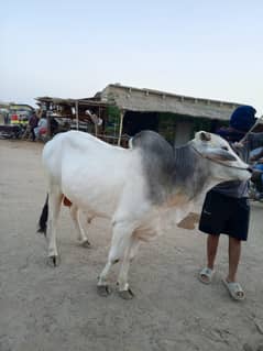 Bachra | Gay | Bhans | Buffalo | Cow | Qurbani | بھنس | گائے