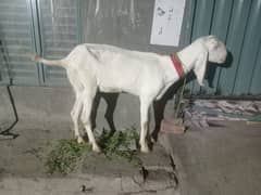 rajan puri bakri full white doodh wali