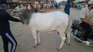 Cow