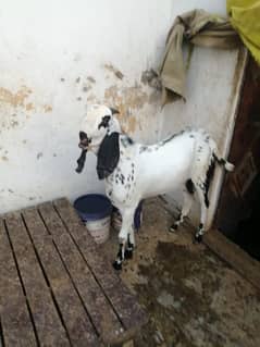 Male goat healthy good for qurbani age (15 months)