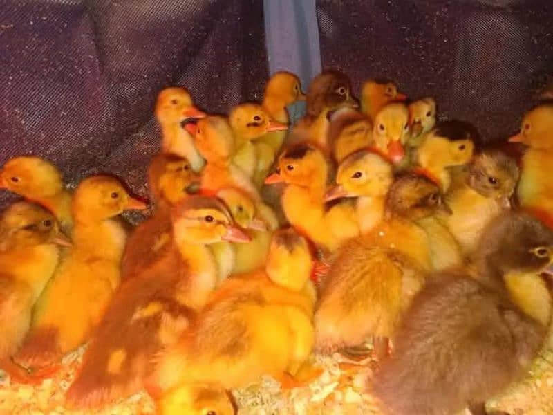 duck chicks are available for sale 0
