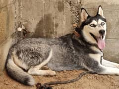 husky stander coat