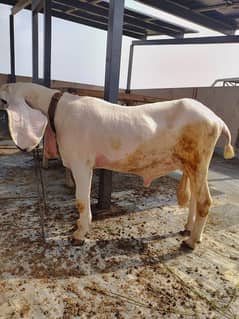 Kajla Dumba for sale