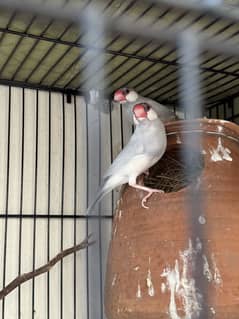 Silver Java Bird Pair