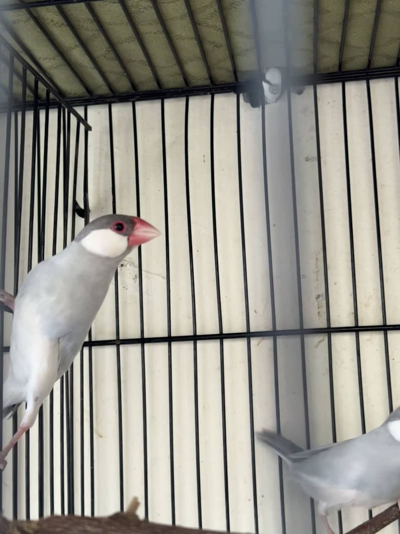 Silver Java Bird Pair 1