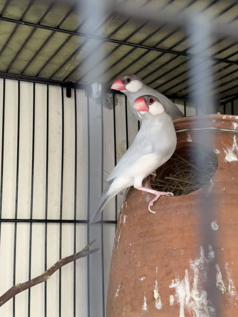 Silver Java Bird Pair 2