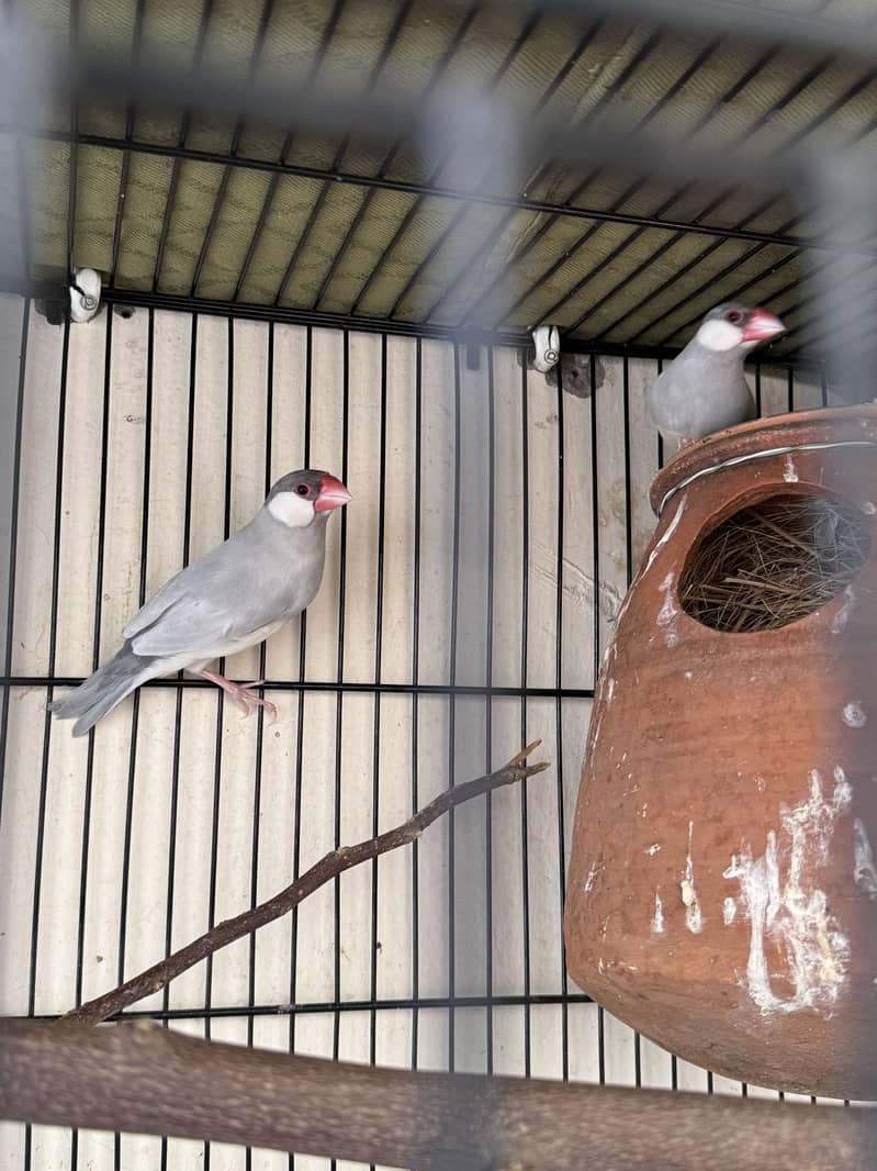 Silver Java Bird Pair 3