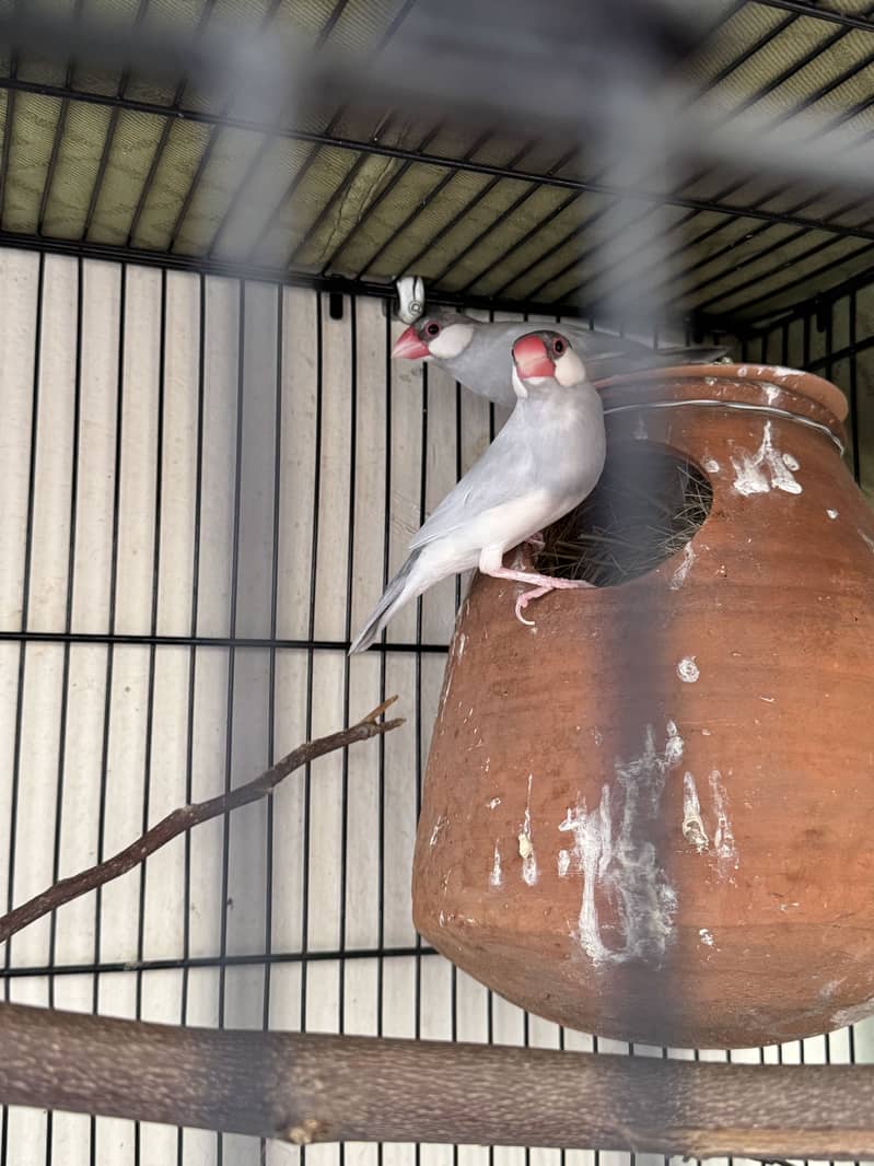 Silver Java Bird Pair 4