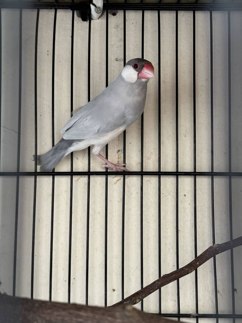 Silver Java Bird Pair 5