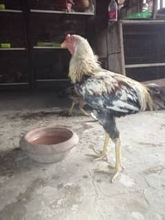 Pure Aseel Pair for Sale