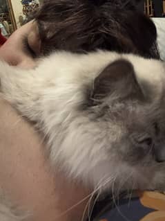 Male cat available (need rehoming asap)