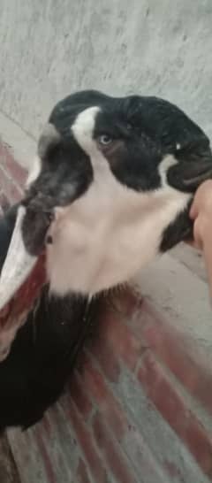 Big Size Pure Amritsari Beetal Bakra